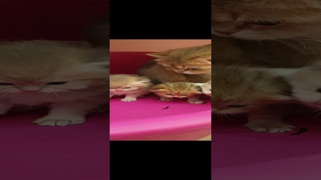 Милахи