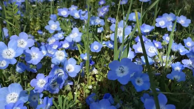 Nemophila Menziesii | Baby Blue Eyes Wild Flowers At Their Best
