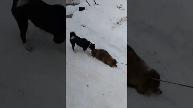 щенки от моей нары растут благополучно