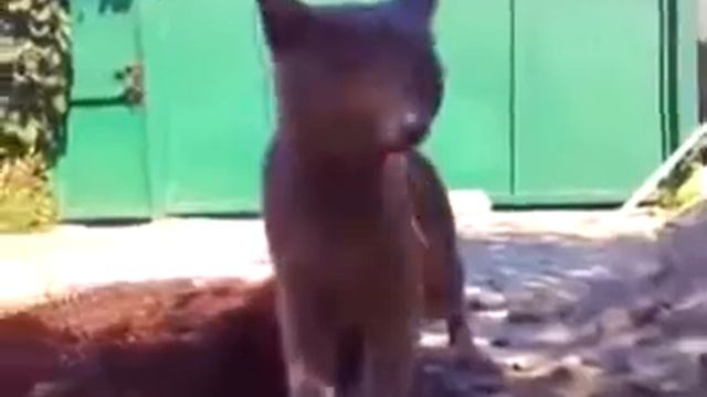Ящерица повисла на языке кота.mp4