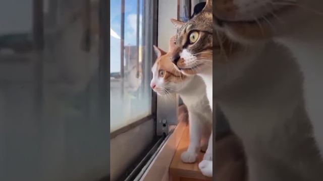 Это лучшая озвучка что я видел