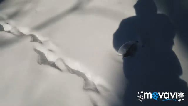 Поездка в Бирикчуль , приведшая к покупке МОТОСОБАКИ.