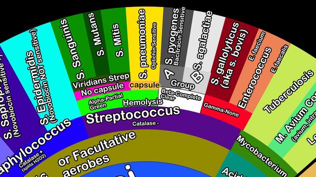 Bacteria Study Aid Gram Positive and Negative- 2 Minute FAST Overview