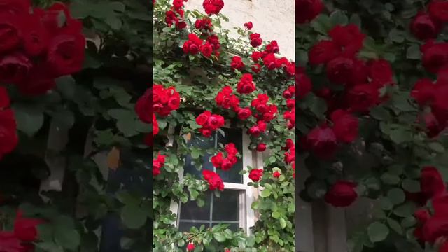 #плетистая #роза #сад #цветы #растения #дача #Лето #алаяроза