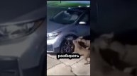 Собаки не смогли достать кошку из-под автомобиля [OGN]