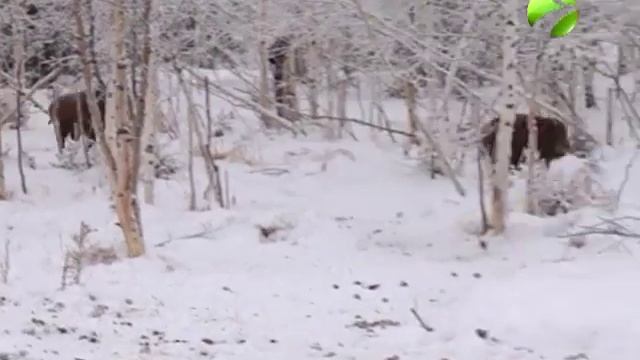 Ямал земля героев 30.11.2015
