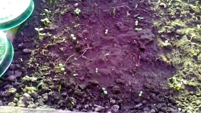 Простая автоматика для подсветки росады