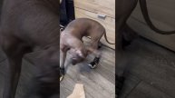 Знакомство с обувью) да… никто не говорил как это весело))))
