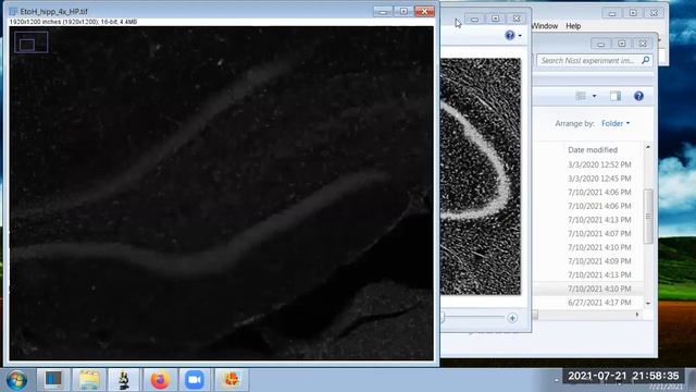 Measuring gray & color intensity with ImageJ / FIJI (SEE DESCRIPTION)