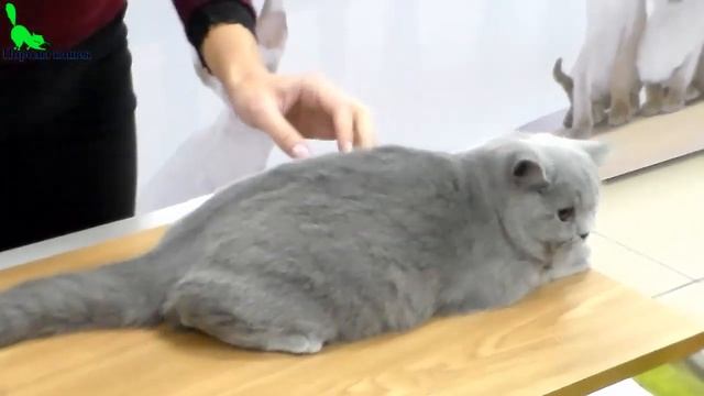 Британская Короткошерстная Плюшевая КОШЕЧКА - Окрас ГОЛУБОЙ | Породы КОШЕК