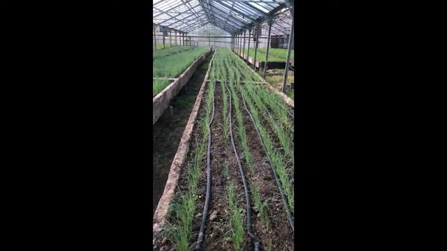 Лук на перо из чернушки сорт (Вулкан,Параде,Грин Баннер)