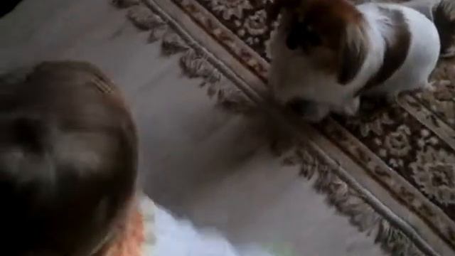 девочка кормит собаку