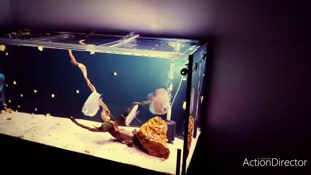 Пять плавающих унитазов. Дискусы