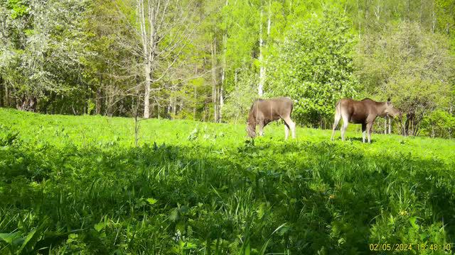 Лоси пасутся на лесной поляне в заповеднике «Калужские засеки»
