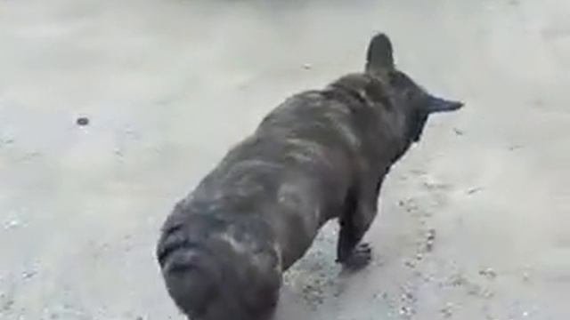 Собака - свинья)))))
