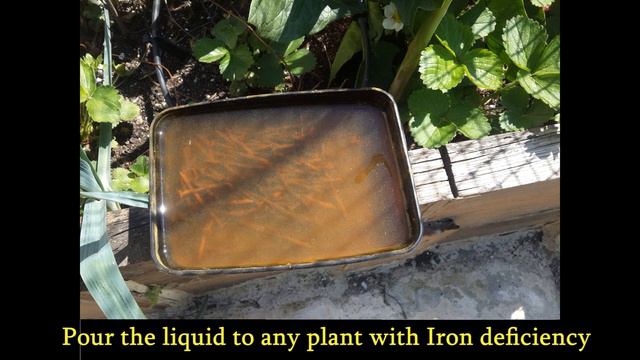 Garden Tips Iron deficiency