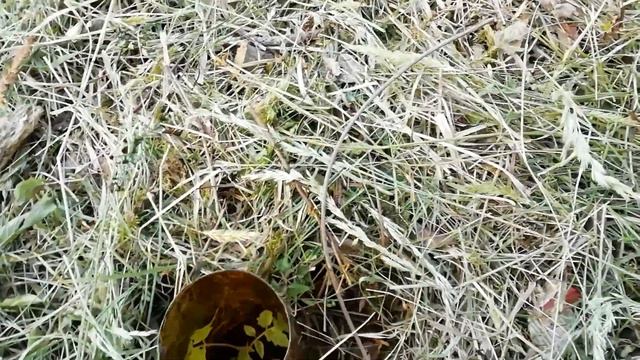 Помидоры в открытом грунте под мульчей