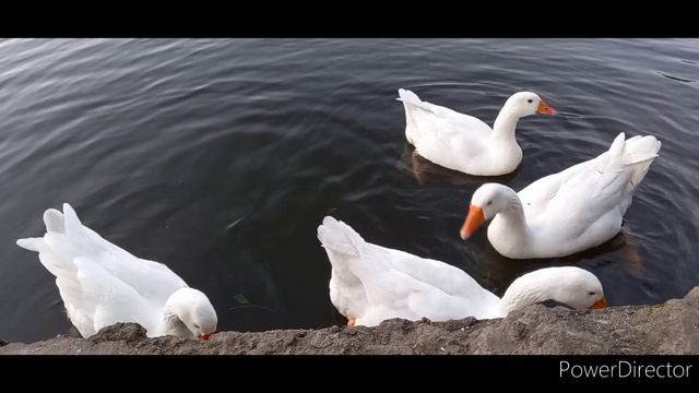 Сентябрь на Крестовском острове.