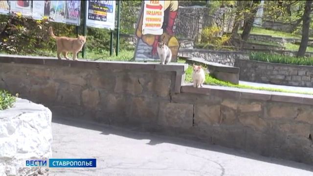 На Ставрополье вступил в силу закон, касающийся бездомных животных