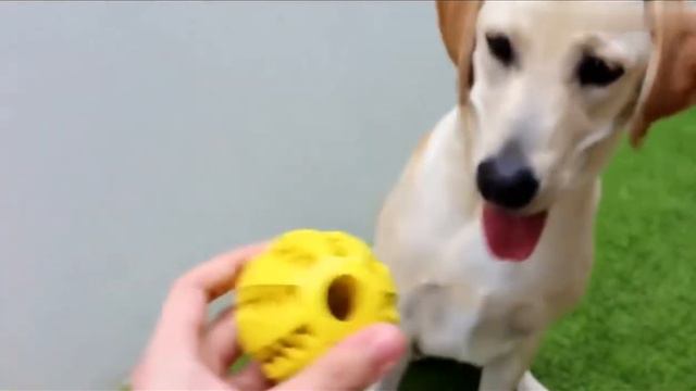 Игрушка мячик для собак с едой внутри Смотреть обзор товара. Отзывы Купить Заказать