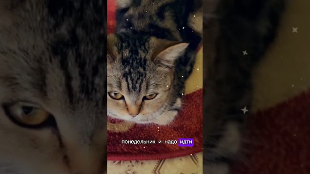 Воскресенье - это хорошо #еленамихееваsw #заработоквинтернете #shorts #деньги #млм #шотландскаякошка