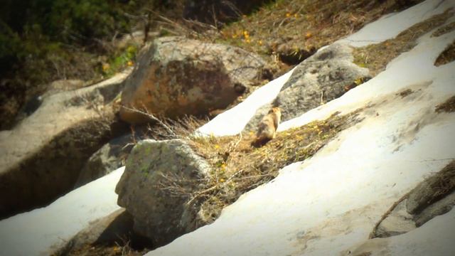 Сурок мензбира  ЮКО Национальный парк Сайрам угам