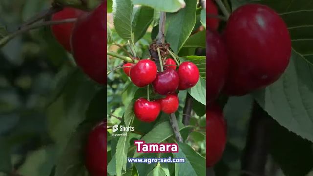 Вкуснейший крупноплодный сорт черешни - Тамара