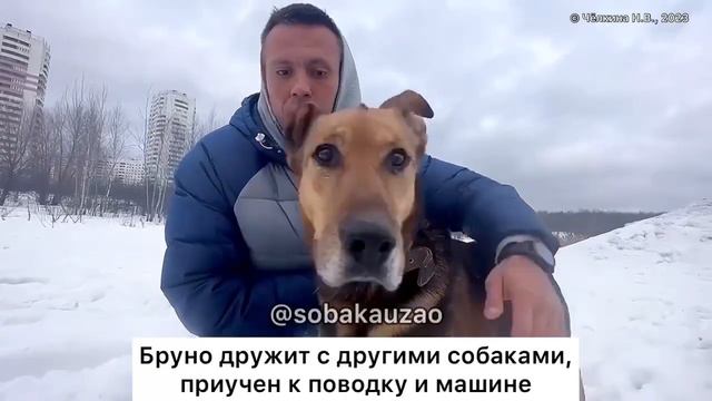 Бруно хозяева бросили в метро Москвы. Так он попал в приют «Щербинка»