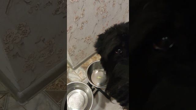 Ужин Ризеншнауцера Юники. Выдержка и выполнение команды для желания покушать собаки.