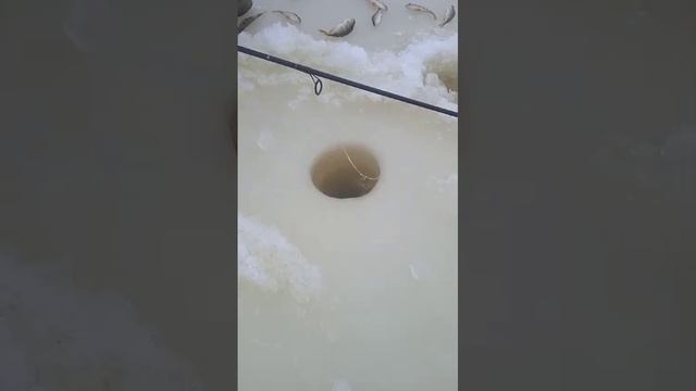 VID-20240222-WA0007.mp4