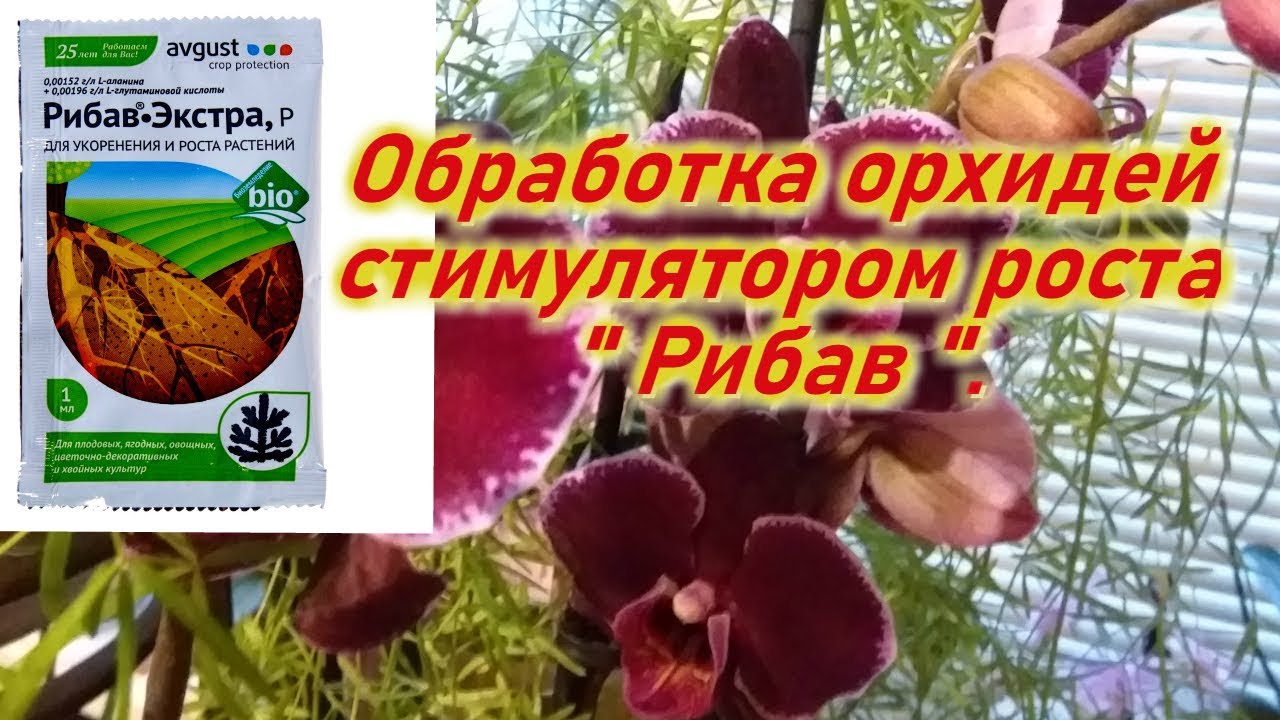 Рибав! Препарат Рибав самый лучший стимулятор корнеобразования для орхидей и комнатных растений!