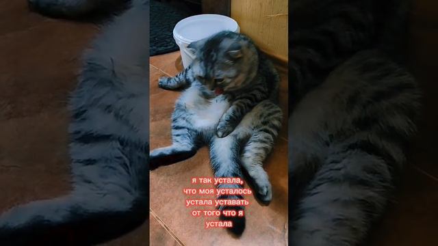 Я так устала... #Масяня #вислоухая #кошка #cat #рекомендации