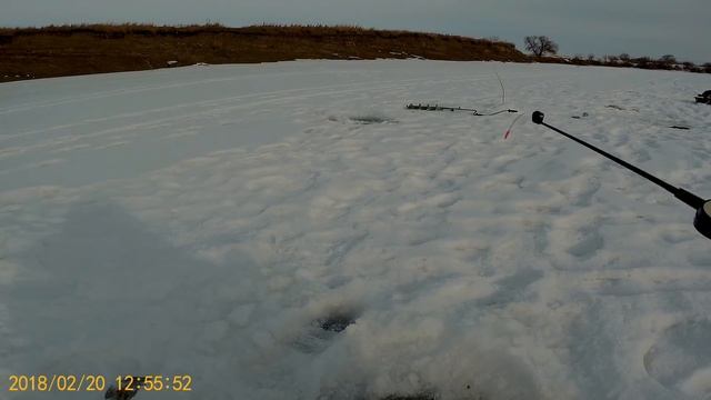 Бешеный жор крупного окуня и плотвы на безмотылку. Река Тобол, безмотылка рулит.
