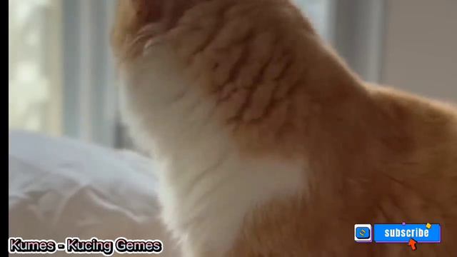 SUARA KUCING MEMANGGIL TEMANNYA
