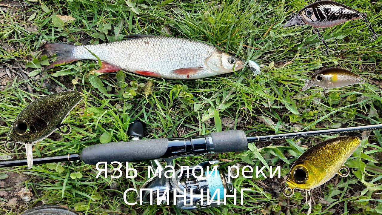 Язь на воблеры. Camion. Bug Minnow 25 SR.  icat 32