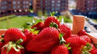 Home berry strawberry tutto l anno donne recensioni 😎 Fragole coltivate in casa su un davanzale in