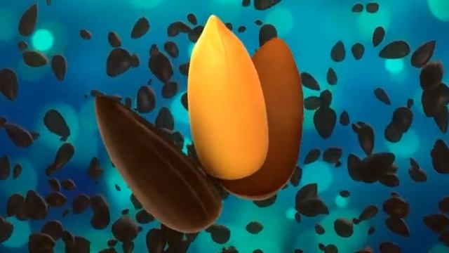 Жареные семечки "Белочка"