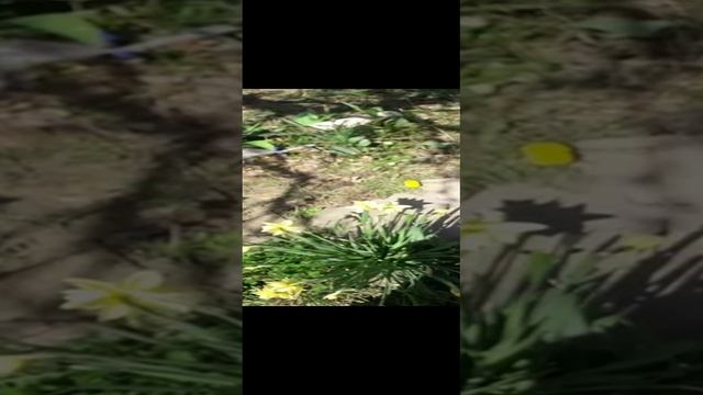 VID-20230414-WA0040.mp4