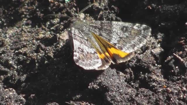 Бабочка. Весенница обыкновенная или Весенница березовая ( Archiearis parthenias )