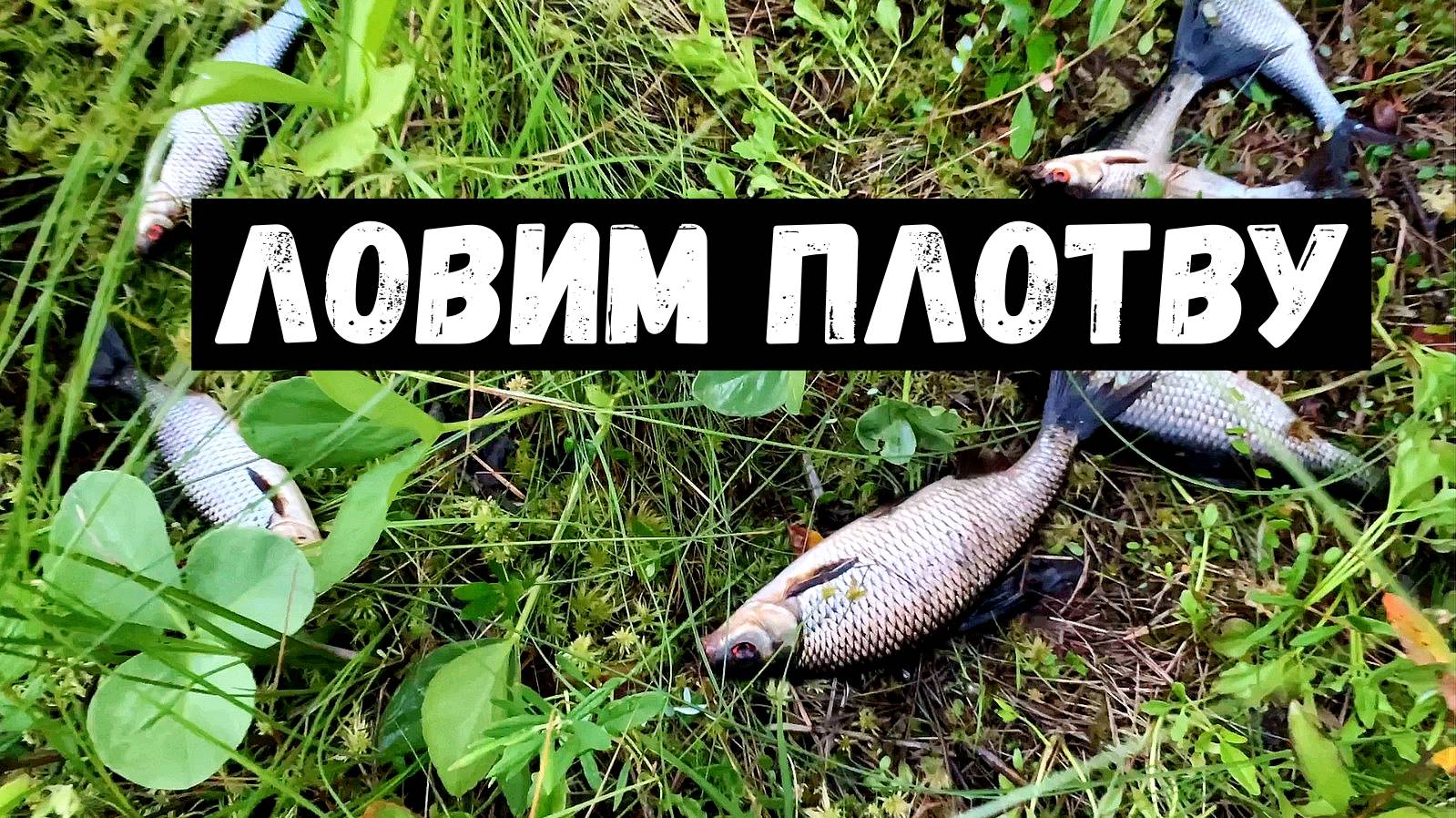 Ловим ПЛОТВУ по  пути.