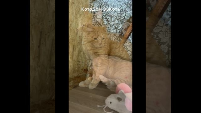 Вася. Знакомимся! Вася приехал в стрессе, расцарапал себе нос в переноске, тяжело дышал.
