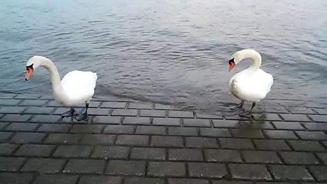 Лебеди подходят и не бояться:)