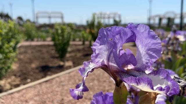 КАРТИНКИ ДНЯ: ЦВЕТУЩИЙ МАЙ НА САКСКОЙ НАБЕРЕЖНОЙ (03.05.2024г.)