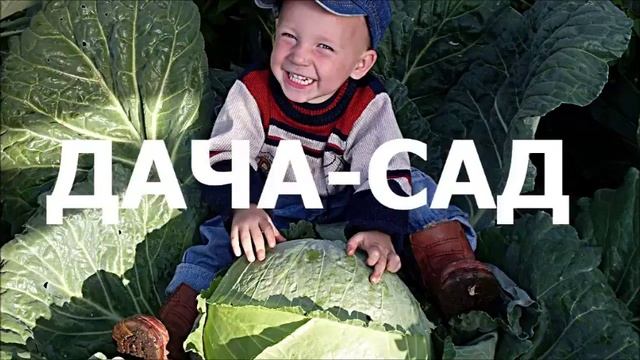 СОРТА БЕЛОКОЧАННОЙ КАПУСТЫ (описание)