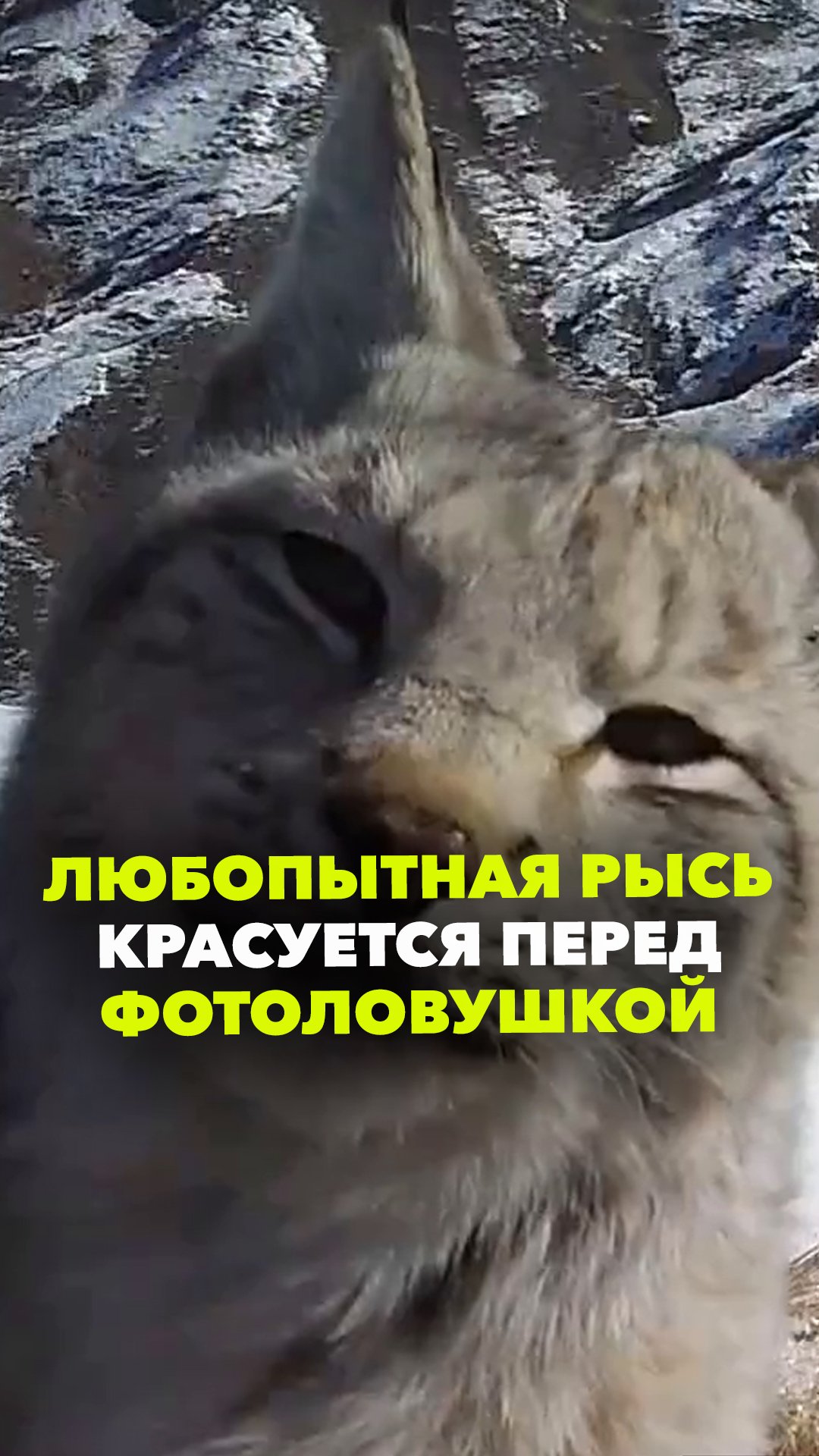 Рысь показала себя во всей красе. Уникальное видео из Сибири