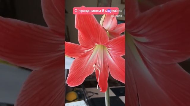 с праздником 8 марта!