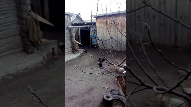 петух орет 20160421 181230