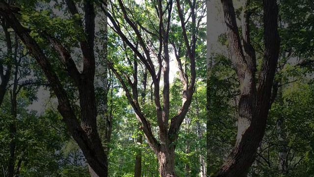 Красивое Дерево дуба в парке. #Shorts