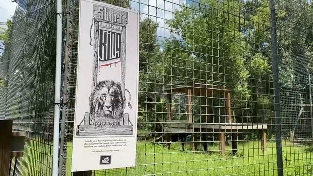 Big Cat Rescue Home Tour Nikita Lion