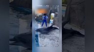 Самые невероятные видео 2023 года снятые на камеру телефона | Часть 4